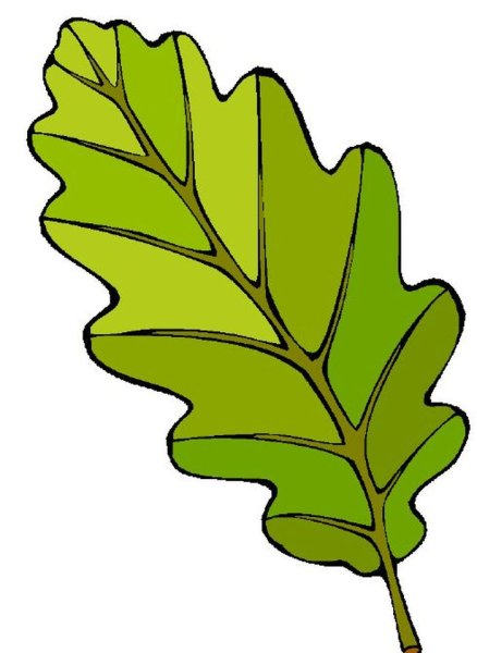 Лист дуба рисунок