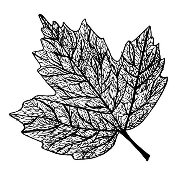 Осенние листья