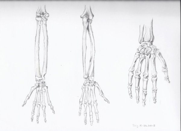 Скелет кисти руки человека
