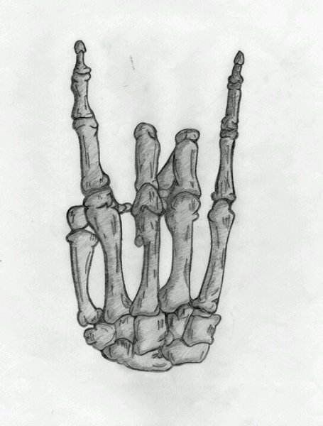 Кисть руки кости референс