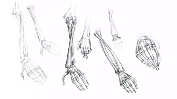 Кисть скелета сбоку