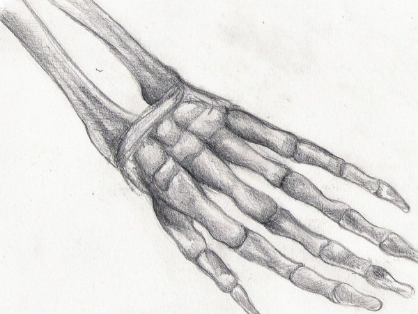 Кости на руке рисунок