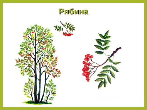 Рябина для детей