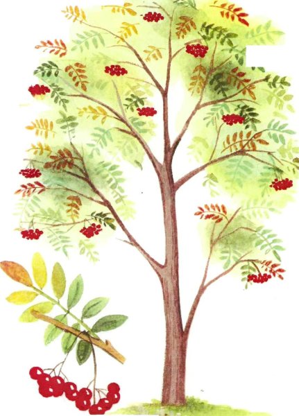 Дерево рябина осенью для детей