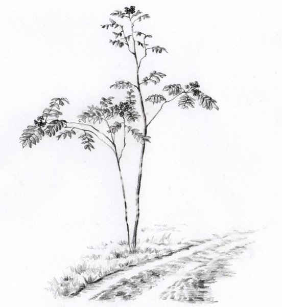 Кусты карандашом
