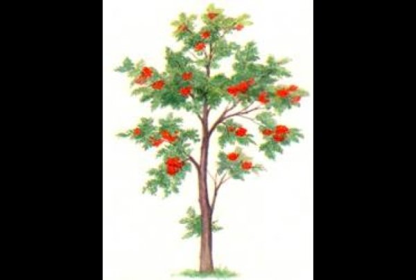 Дерево рябина на прозрачном фоне