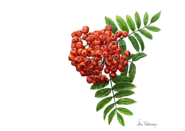 Рябина обыкновенная веточка