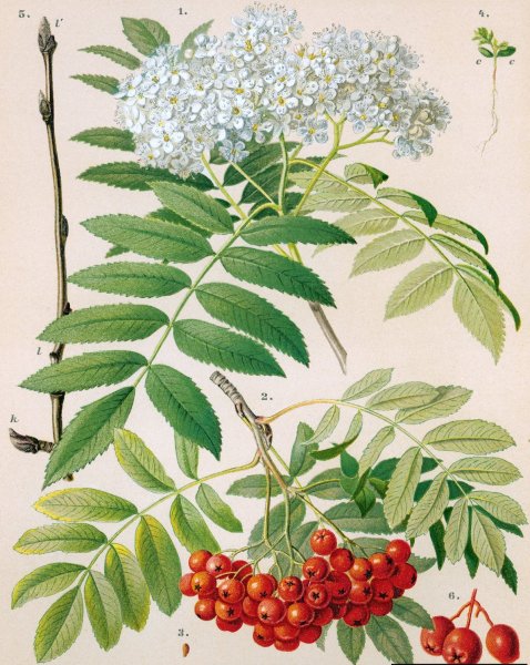 Рябина обыкновенная Фармакогнозия