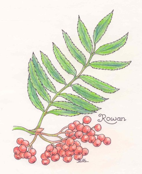 Плоды рябины рисунок