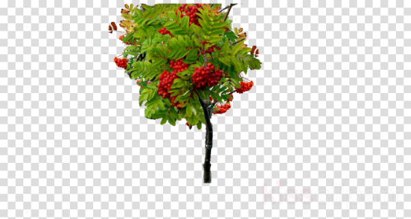 Куст рябины