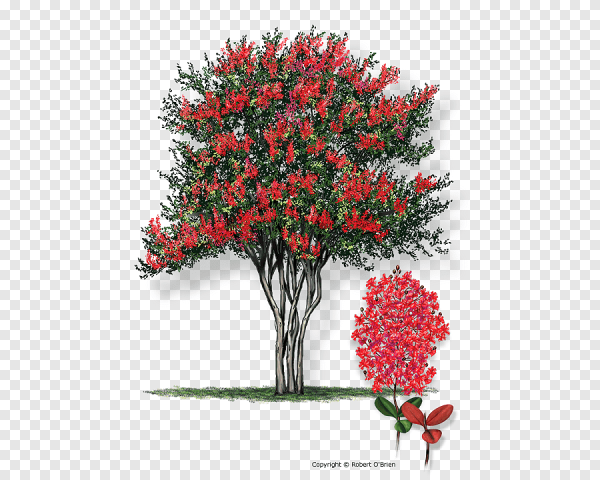 Писташ кустарник