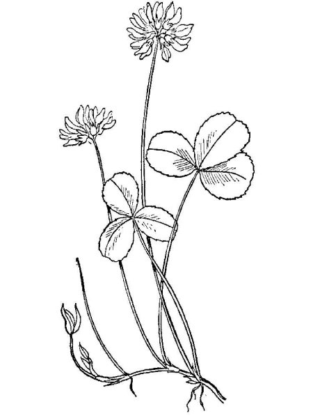 Одуванчик раскраска