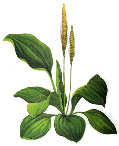 Поэтапное рисование одуванчика