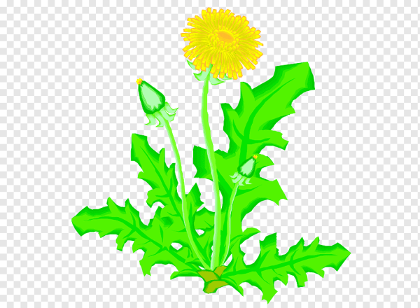 Расторопша пятнистая