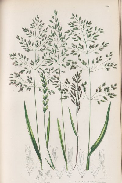 Одуванчик раскраска