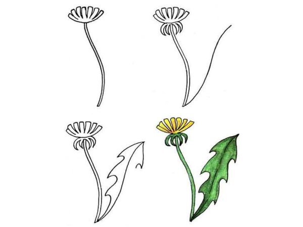 Одуванчик раскраска