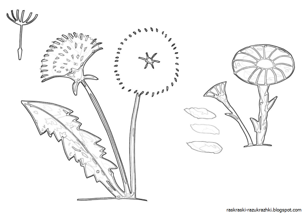 Цветок одуванчик для детей