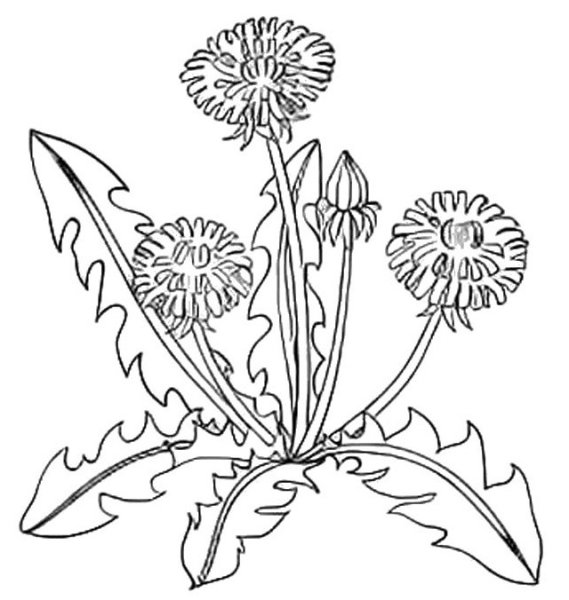 Рисунки растений