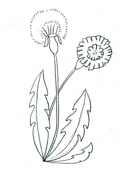 Подорожник ланцетолистный