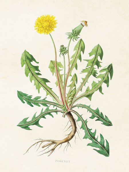 Мятлик Луговой диаграмма