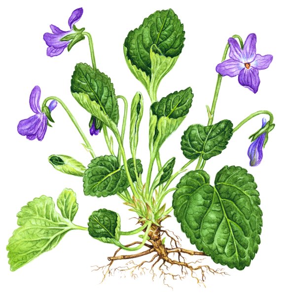 Лесные фиалки