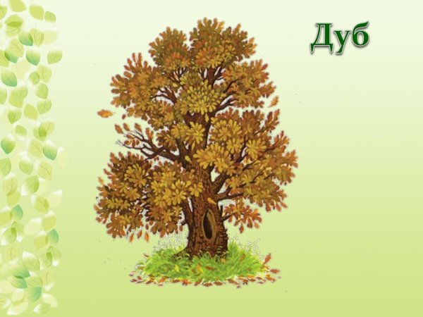 Береза дуб клен