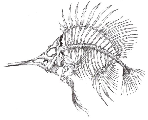 Скелет рыбы