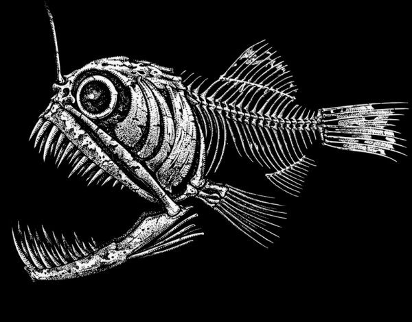 Изображение скелета рыбы