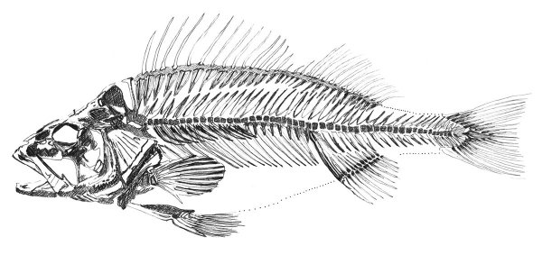 Рыбий скелет рисунок