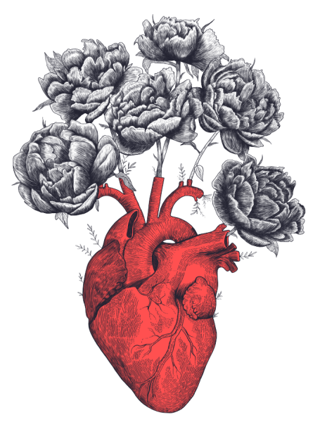 Анатомическое сердце контур