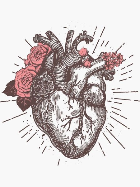 Сердце человека анатомия