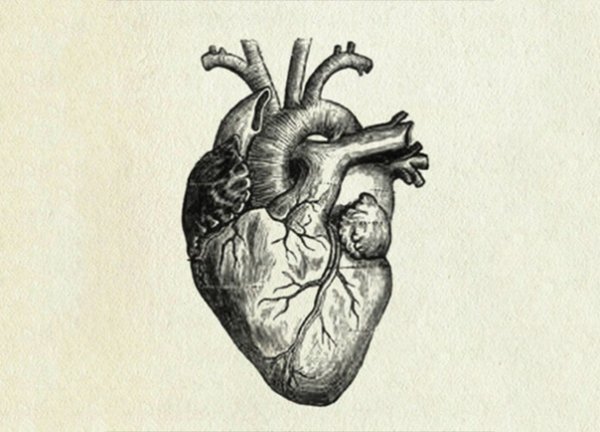 Анатомическое сердце человека