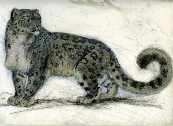 Снежный Барс Ватагин