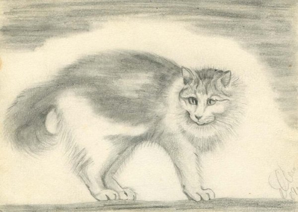 Королевская Аналостанка кошка