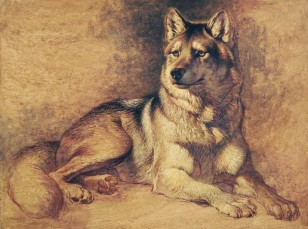 Анималистический Жанр