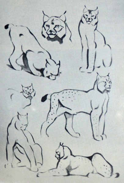 Василий Ватагин Наброски