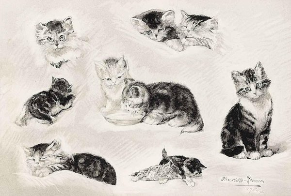 Наброски художников анималистов