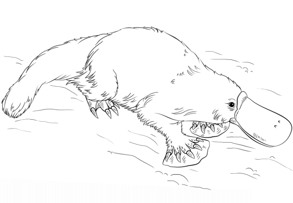 Утконос раскраска