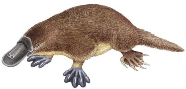 Утконос на белом фоне