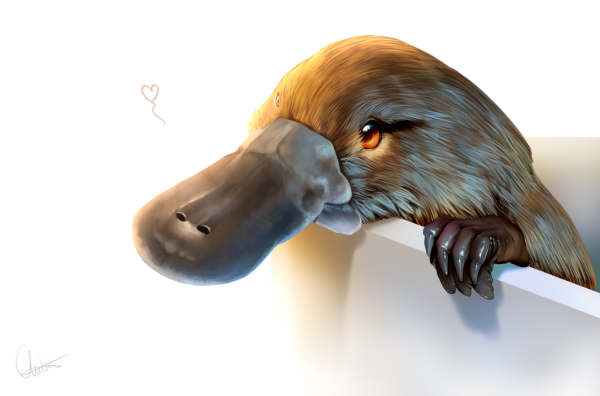 Утконос арт