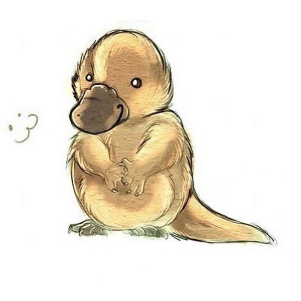 Утконос арт