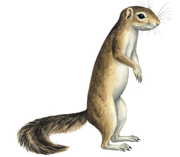 Суслик на белом фоне