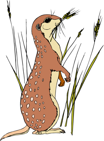 Суслик для детей