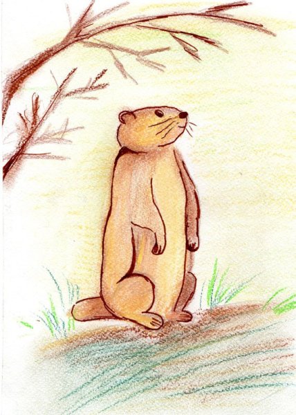 Нарисовать сурка