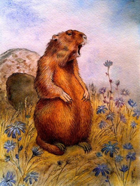 Сурок Байбак рисунок