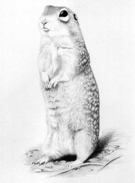 Крапчатый суслик