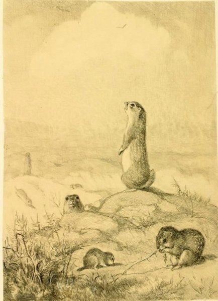 Суслик живопись