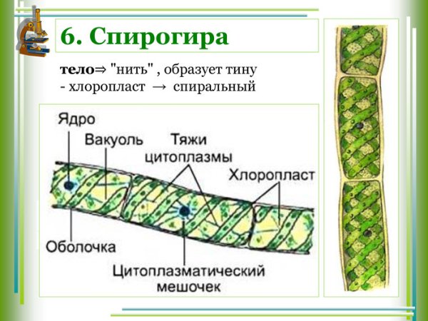 Схема строения клетки спирогиры