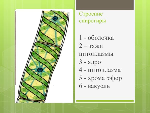 Строение клетки водоросли спирогира