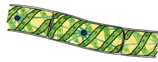 Зелёные водоросли спирогира